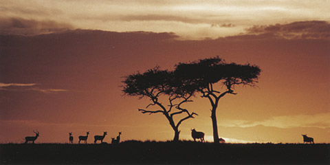 Afrika,allgemein, Sonnenuntergang