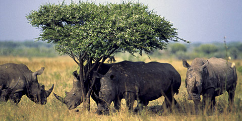 Afrika,Südafrika,allgemein,Rhinozeros