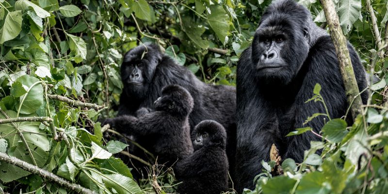 Uganda