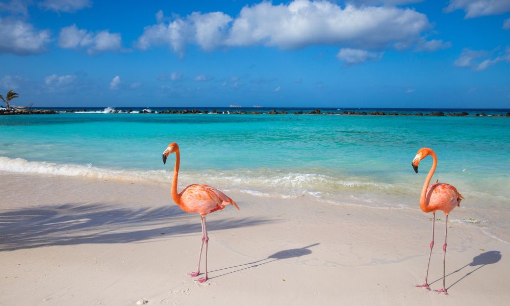 Flamingostrand Aruba