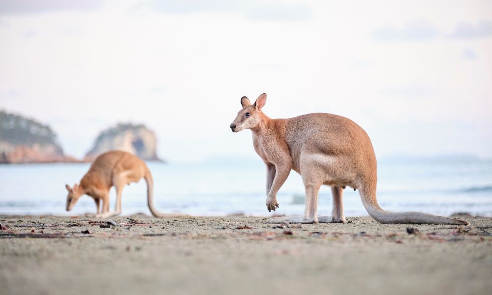 Kängurus in Australien