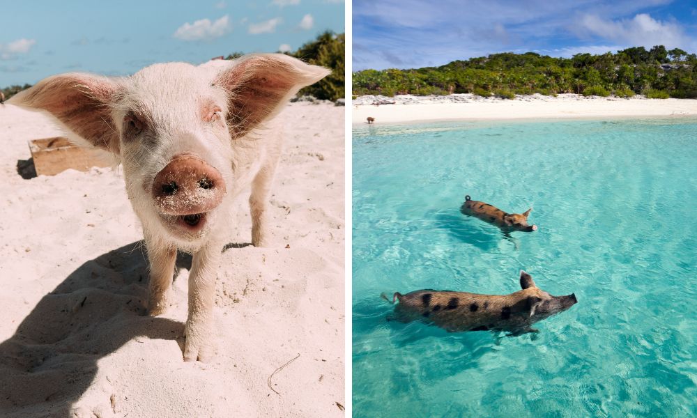 Schwimmen mit Schweinen