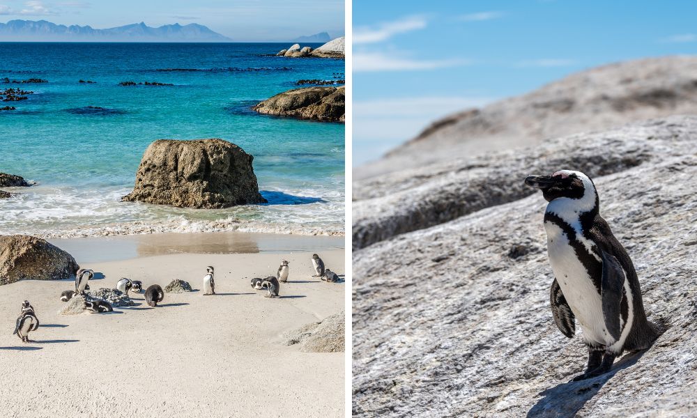 Pinguinstrand Südafrika