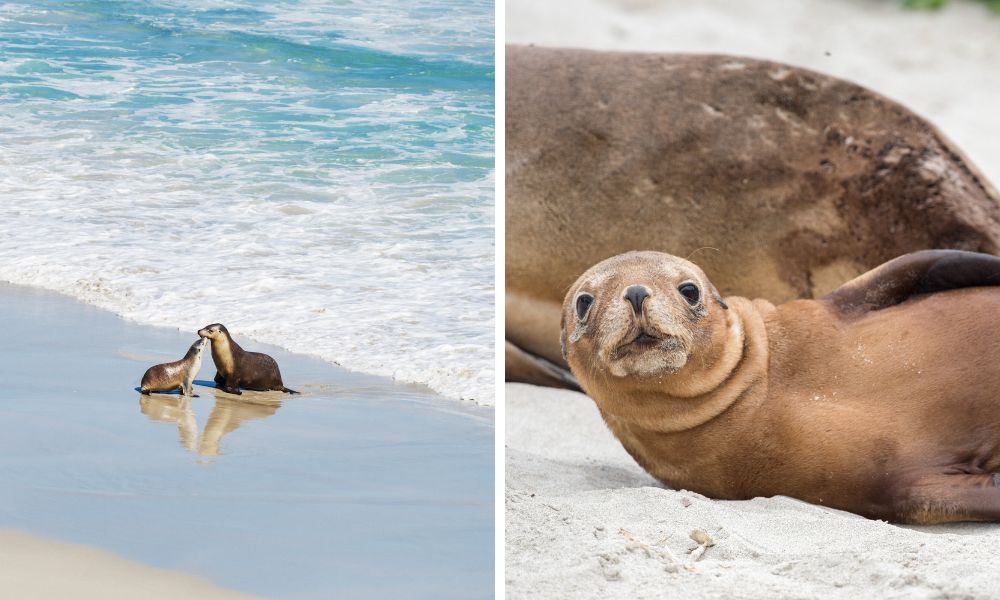 Seelöwen in Australien