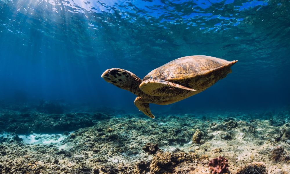 Friedliche Schildkröten hautnah auf den Malediven erleben!