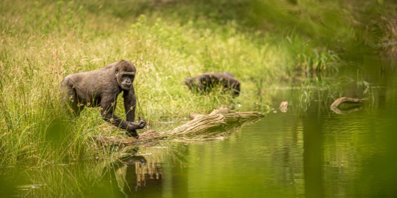 Bwindi Impenetrable NP