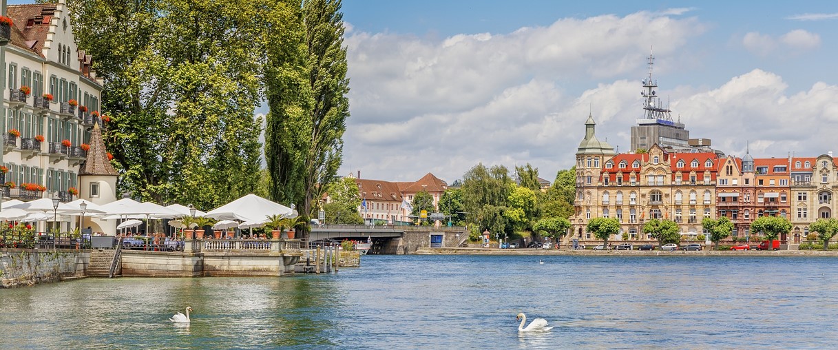Swans on the Bodensee lake in the German city of Konstanze.