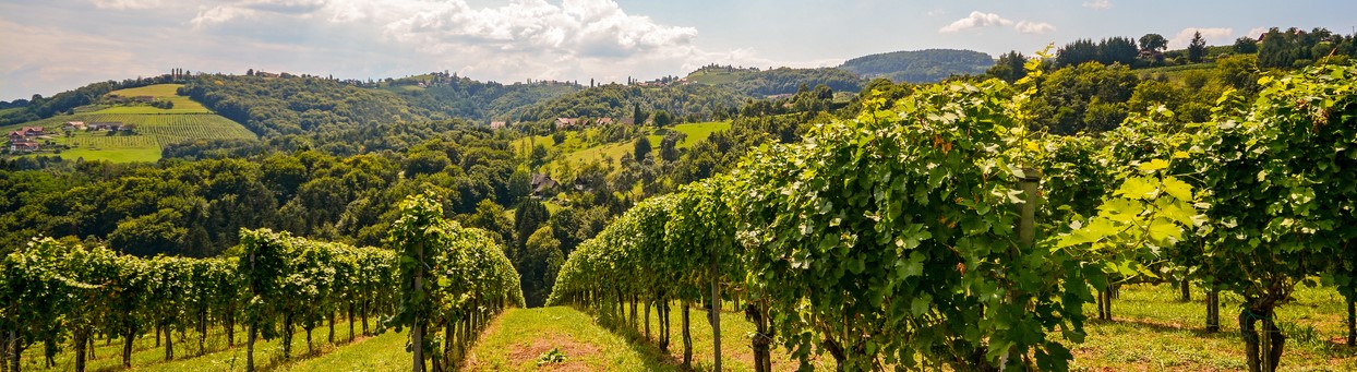 Vineyards along South Styrian Wine Road in autumn, Austria Europe