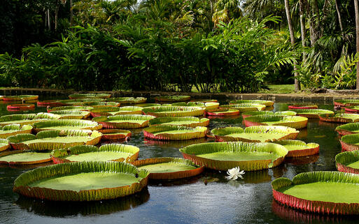 © Andrzej Kubik Riesen Seerosen in einem Teich © Andrzej Kubik