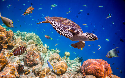 © Andrey Armyagov Schildkröte in wunderbar tropischer Unterwasserwelt © Andrey Armyagov