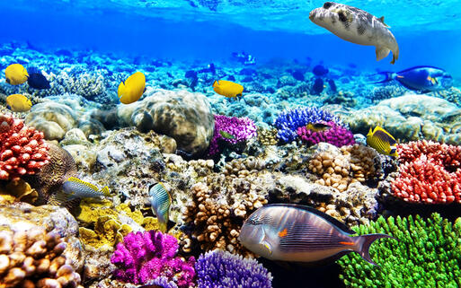 © Brian Kinney Faszinierend buntes Unterwasserleben am roten Meer © Brian Kinney