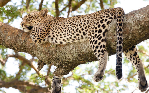Leopardenweibchen im Serengeti National Park © Villiers Steyn / Shutterstock.com
