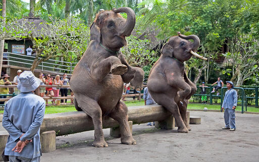 Bali Elephant Camp © Aleksandar Todorovic / Shutterstock.com
