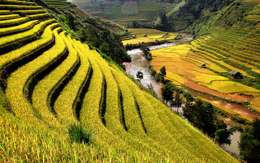 Reisterassen © Denis Rozan / Shutterstock.com