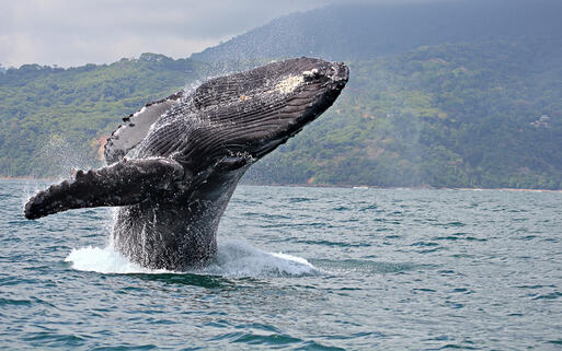 © Claude Huot / Shutterstock.com Jährlich ziehen von Dezember bis April Buckelwale durch den "Marino Ballena National Park", Costa Rica © Claude Huot / Shutterstock.com